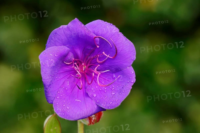 Princess Flower (Tibouchina urvilleana)