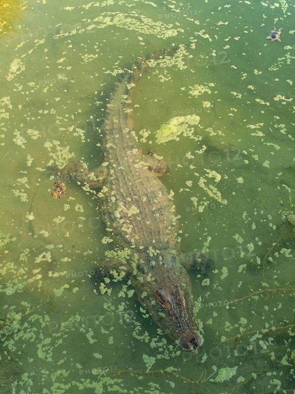 Nile Crocodile (Crocodylus niloticus)