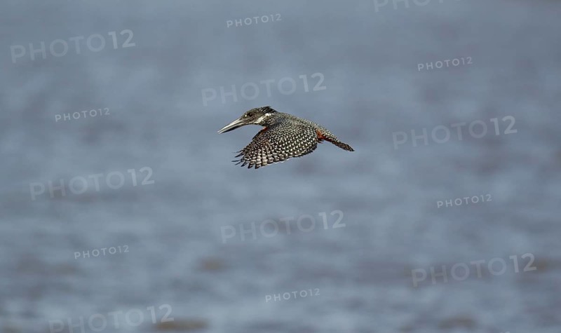 Giant Kingfisher (Megaceryle maximus)