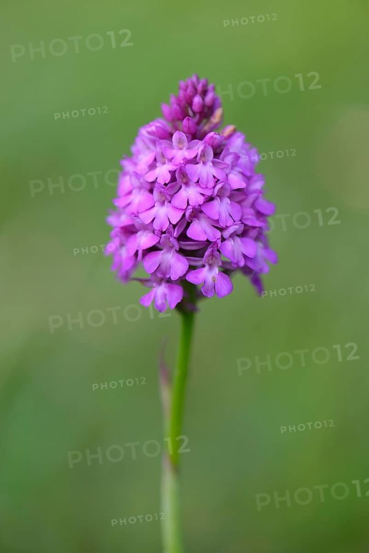 Pyramid Orchid (Anacamptis pyramidalis)