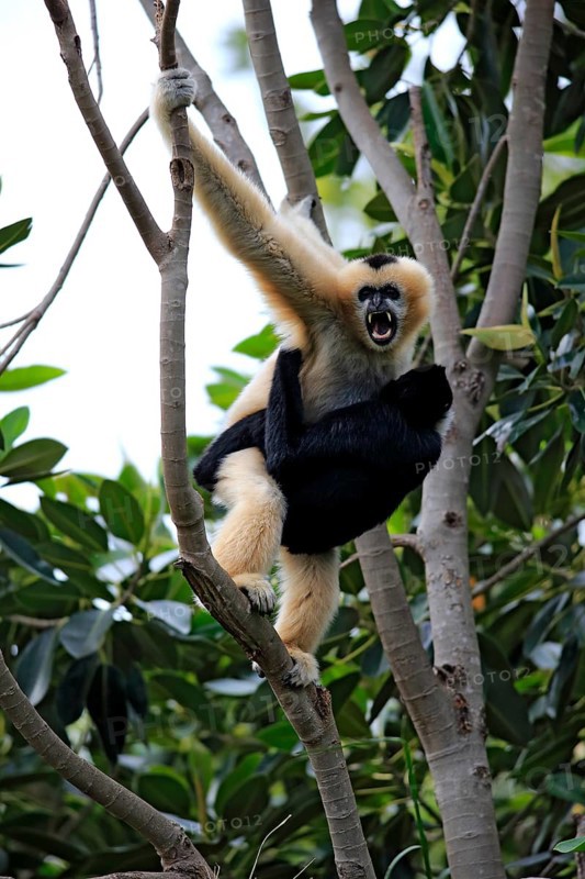 Northern White-cheeked Gibbons (Nomascus leucogenys)