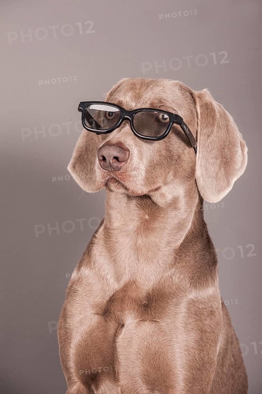 Weimaraner dog with glasses