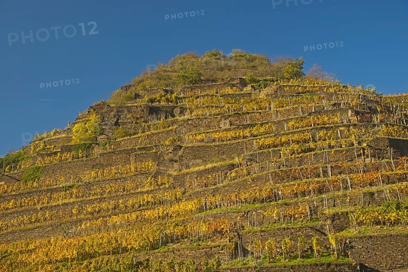 Vineyard in autumn