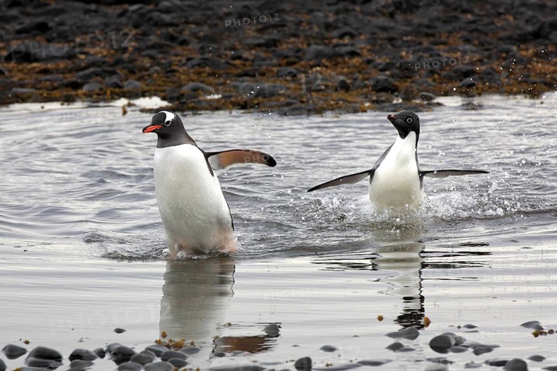 Gentoo Penguin (Pygoscelis papua) and Adelie Penguin (Pygoscelis adeliae)