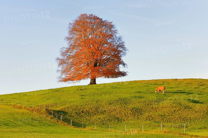 European Beech (Fagus sylvatica) in autumn