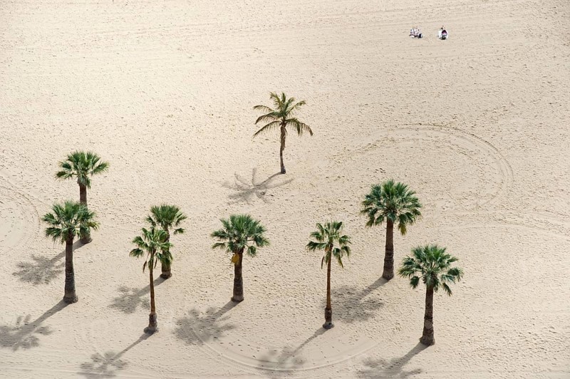 Palm trees on the beach
