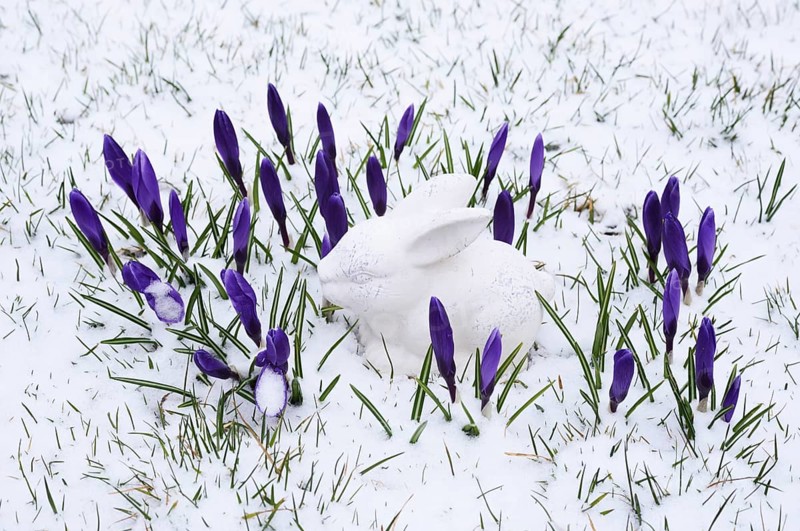 White ceramic Easter Bunny and crocuses in the snow