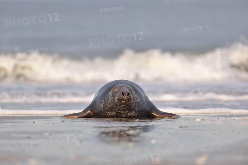 Grey Seal (Halichoerus grypus)