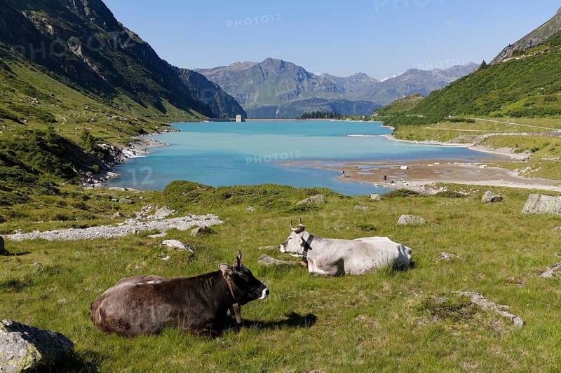 Cows in front of Vermunt Reservoir
