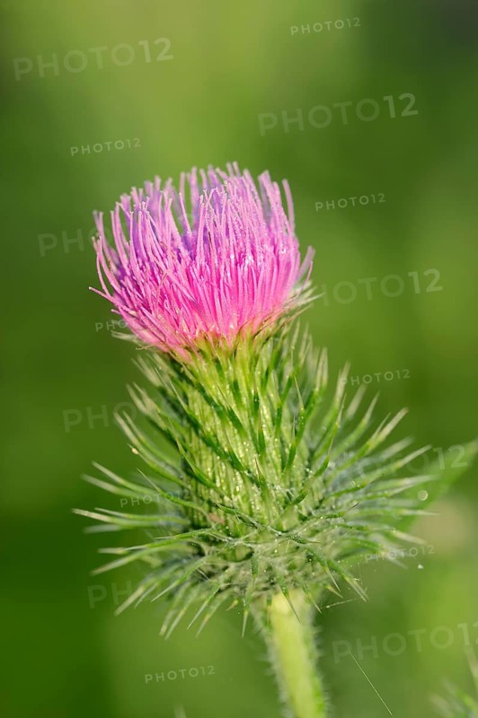 Spear Thistle (Cirsium vulgare)