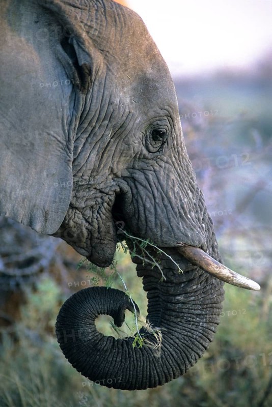 African Elephant (Loxodonta africana) feeding