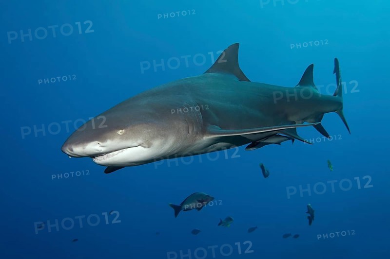 Sicklefin Lemon Shark (Negaprion acutidens)