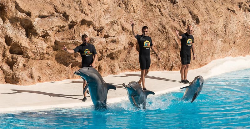 Dolphin Show