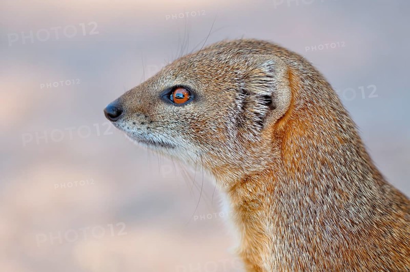 Yellow Mongoose (Cynictis penicillata)