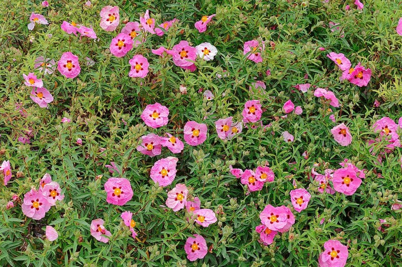 Orchid Rockroses (Cistus x purpureus)