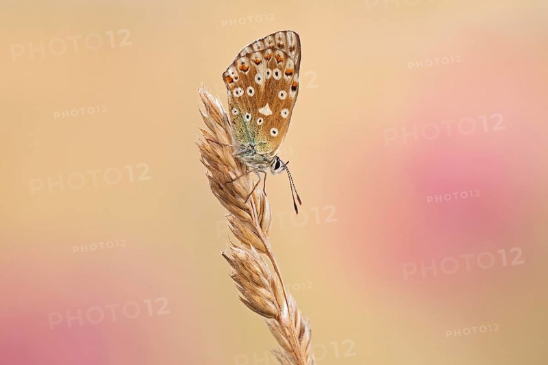 Chalkhill Blue (Polyommatus coridon)