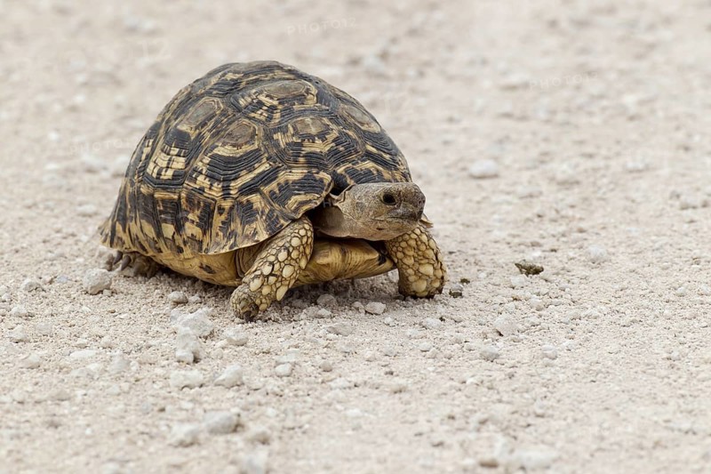 Leopard Tortoise (Stigmochelys pardalis)