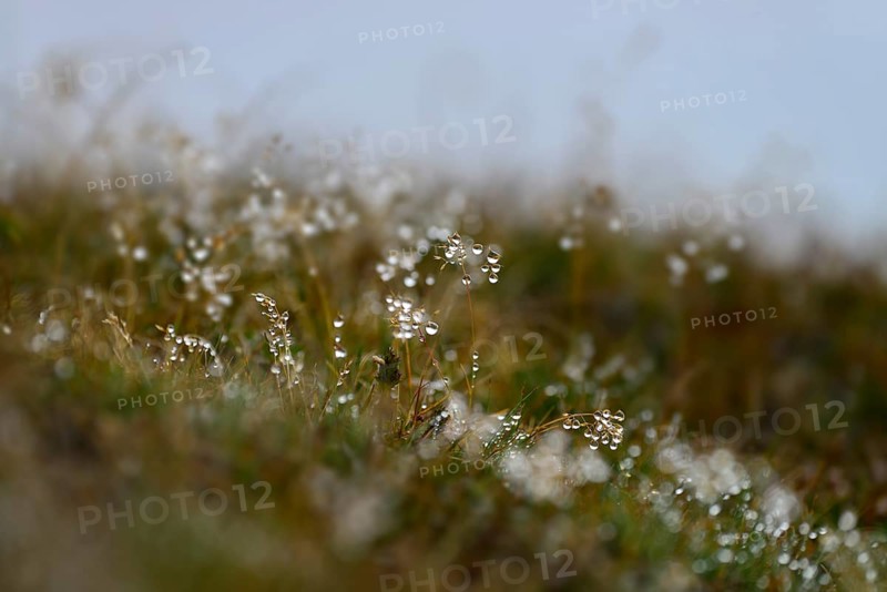 Grass with dew drops