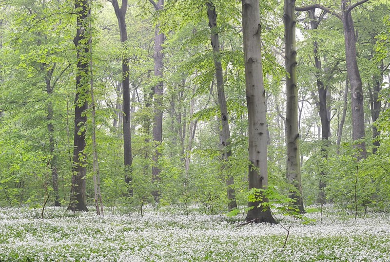 Flowering wild garlic (Allium ursinum) in spring forest