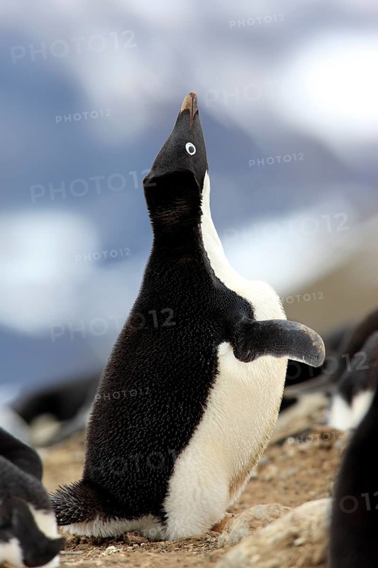 Adelie Penguin (Pygoscelis adeliae)