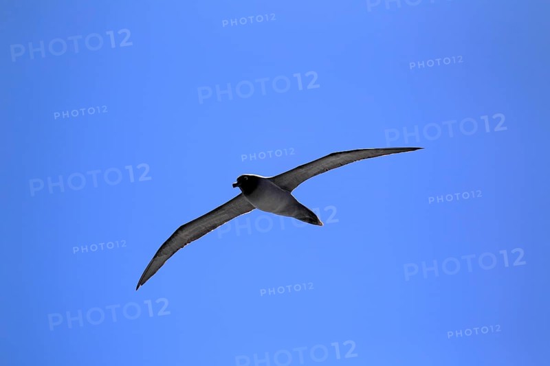 Light-mantled Albatross (Phoebetria palpebrata)