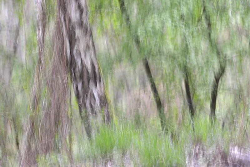 Silver Birches (Betula pendula)