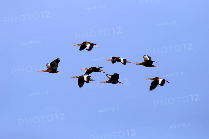 Black-bellied Whistling Ducks (Dendrocygna autumnalis)