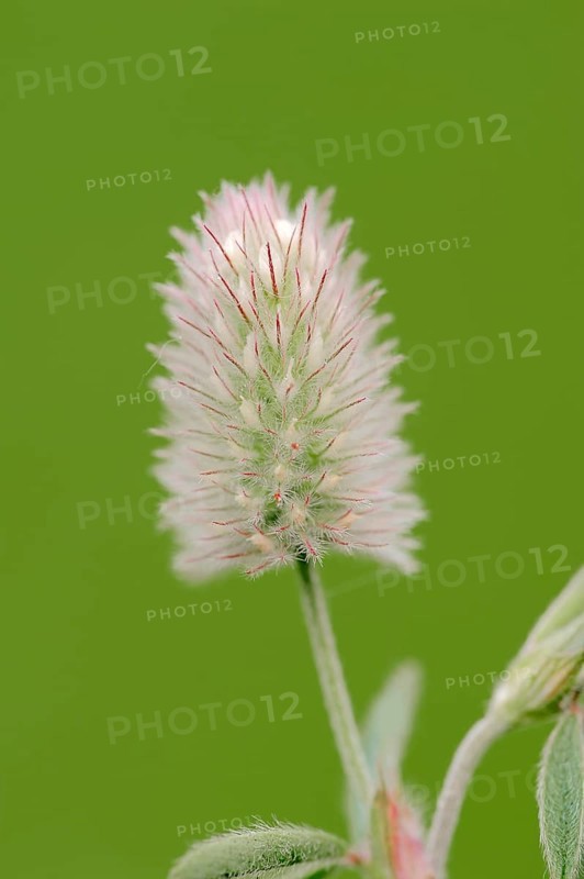 Hare's-foot Clover (Trifolium arvense)