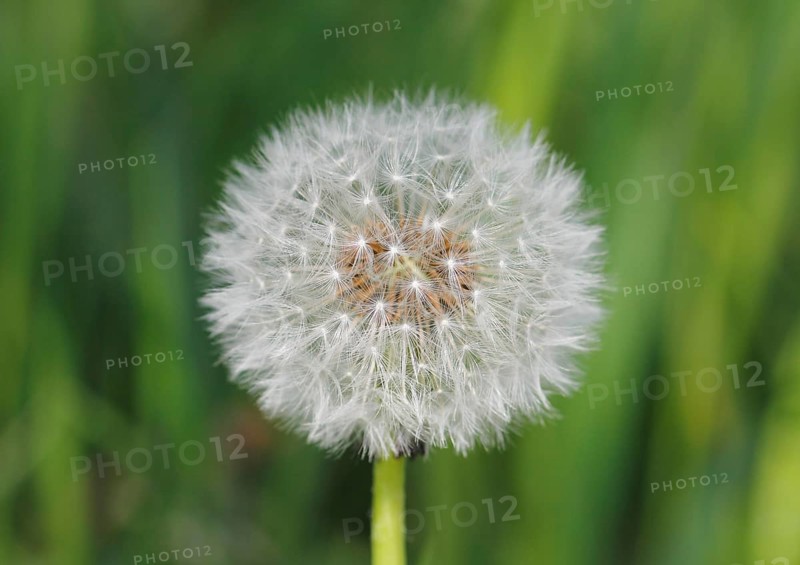 Dandelion clock