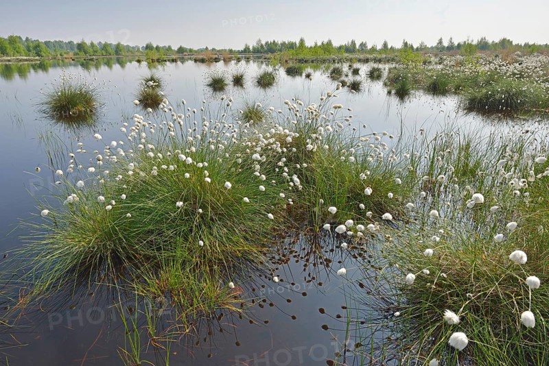Tussock Cottongrass (Eriophorum vaginatum)