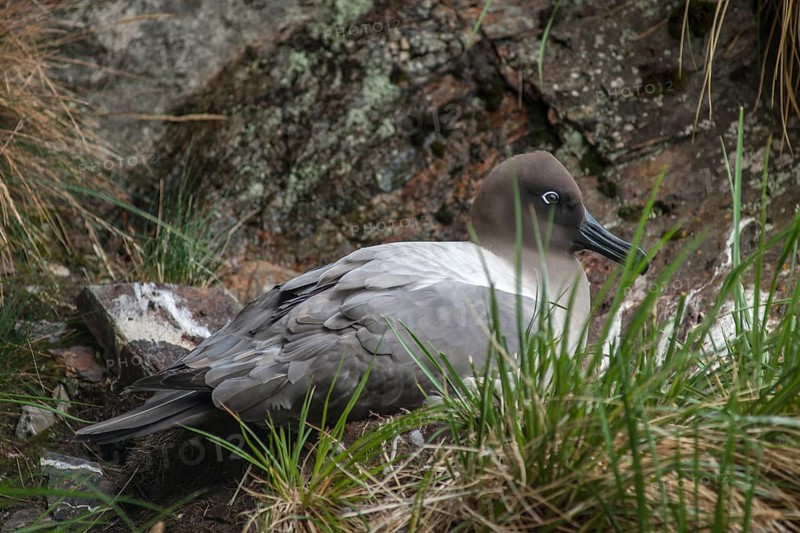 Sooty Albatross (Phoebetria fusca) at its nesting site