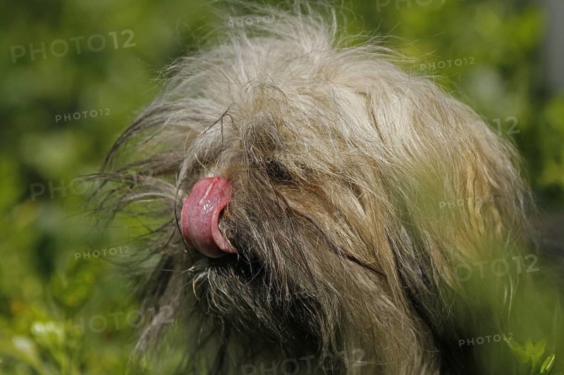 Lhasa Apso