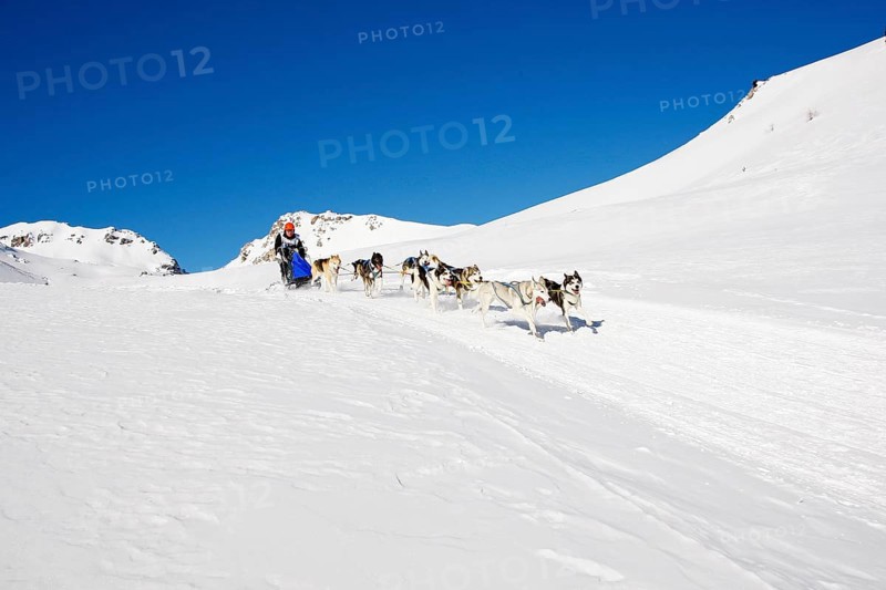 Alpine Trail Sled Dog Race 2012