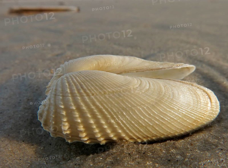 False Angel Wing or American Piddock (Petricola pholadiformis)