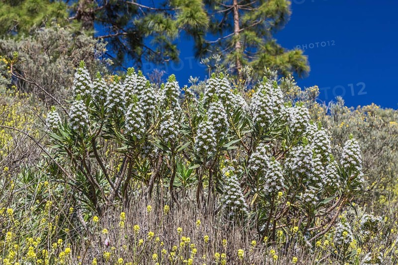 Gran Canaria Viper's Bugloss