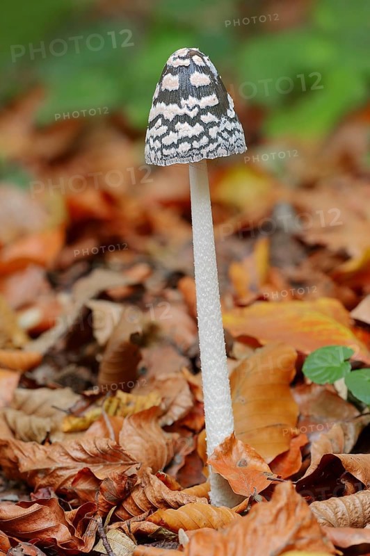 Magpie Inkcap (Coprinus picaceus)