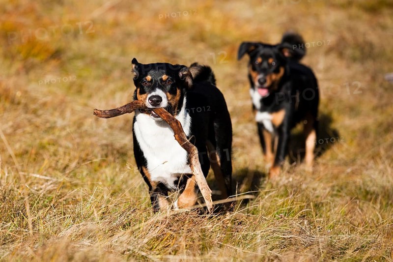 Appenzeller Sennenhund