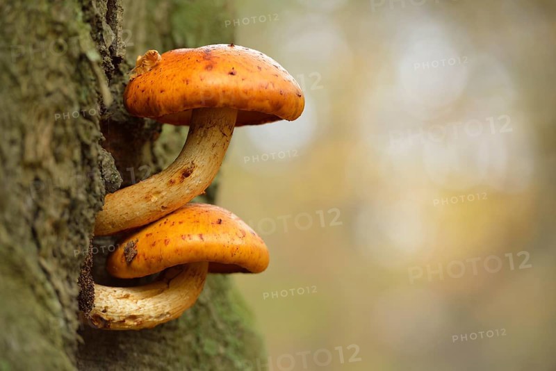 Golden Scalycap (Pholiota aurivella) on a beech tree