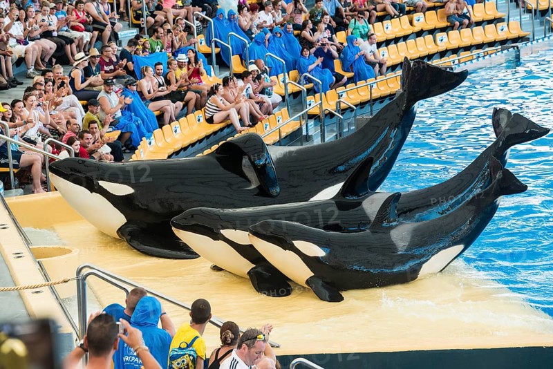 Three Killer Whales or Orcas (Orcinus orca) on land