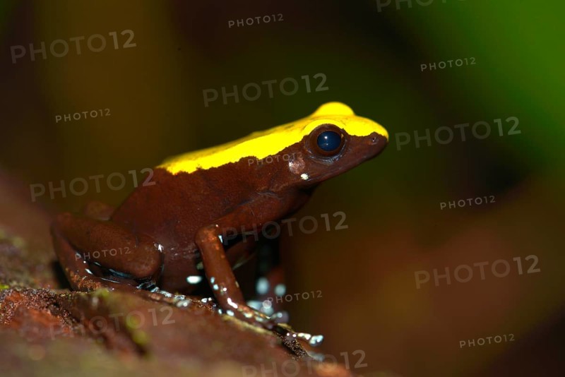 Climbing Mantella (Mantella laevigata)
