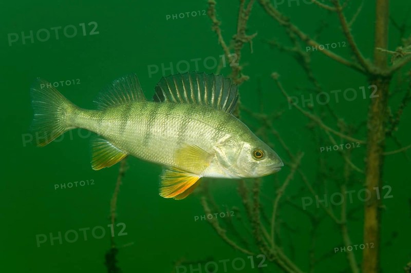 European perch (Perca fluviatilis)