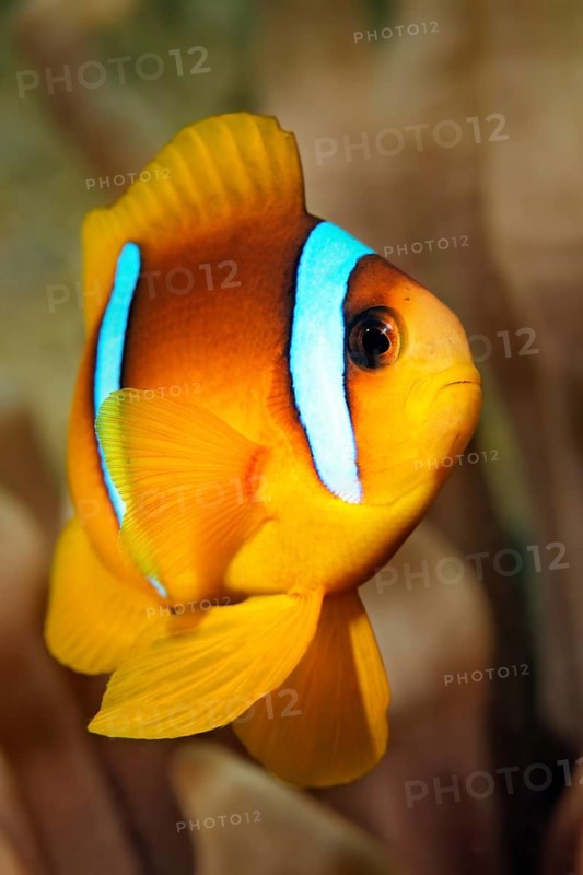 Young Red Sea clownfish (Amphiprion bicinctus)