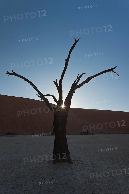 Dead or petrified Acacia tree area in front of a dune in the Dead Vlei or DeadVlei