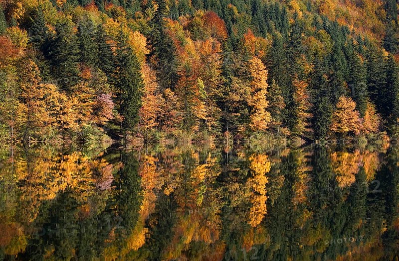 Mixed forest in autumn with its reflection in a mountain lake