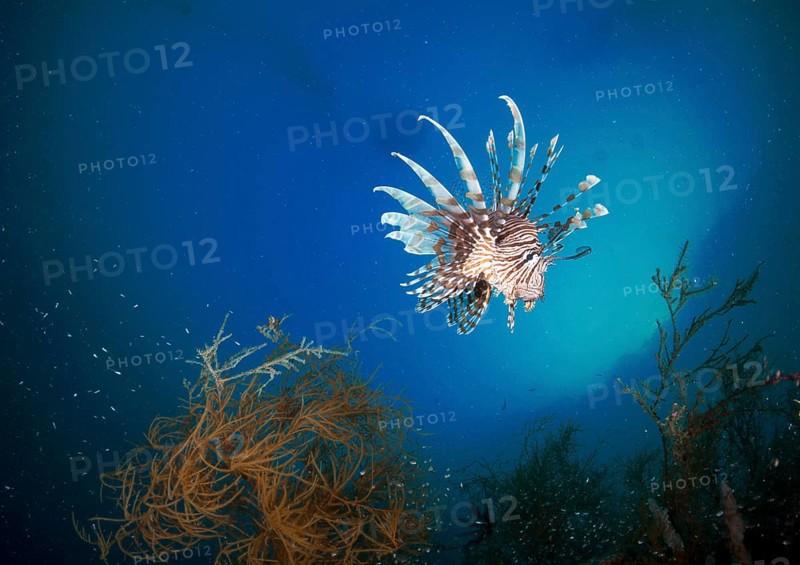 Red Lionfish (Pterois volitans)