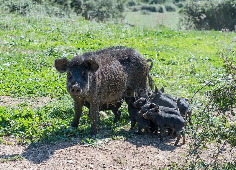 Pig with piglets