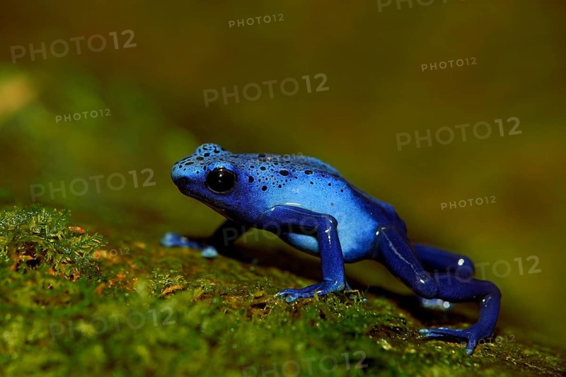 Blue Poison Frog (Dendrobates tinctorius)