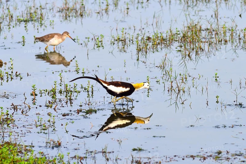 Pheasant-tailed Jacana (Hydrophasianus chirurgus)