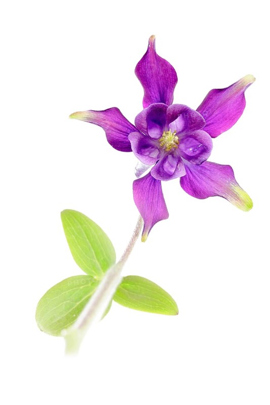 European Columbine (Aquilegia vulgaris)