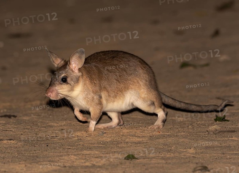 Madagascar rat (Hypogeomy antimena)